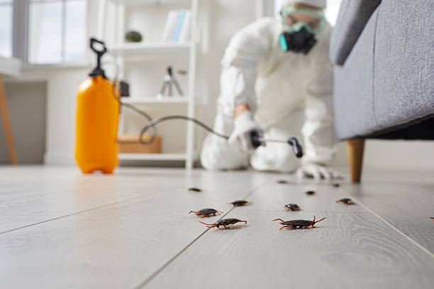Affordable Termite Control solutions in Eastpoint, FL